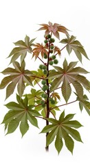 Obraz premium Castor Bean Plant Ricinus Communis with Green Seed Pods and Large Palmate Leaves Isolated