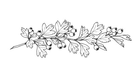 Fototapeta premium Hawthorn branch hand drawn vector illustration with rustic botanical style for wedding invitation isolated on white