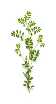 Green Phyllanthus Niruri Plant Branch with Small Fruits Isolated on White Background
