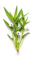 Obraz premium Fresh Water Spinach Plant with Small Purple Flowers and Roots, Isolated