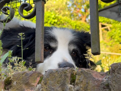 portrait of a dog