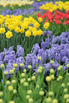 Colorful Spring Flower Garden with Hyacinths, Daffodils and Tulips in Bloom.  Dof Depth of Field