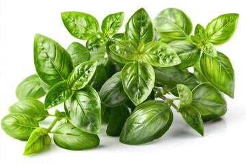 Fototapeta premium A vibrant cluster of fresh, glossy green basil leaves, on white background.