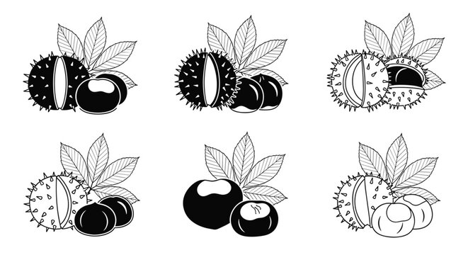 Detailed black and white sketches of horse chestnut fruits with prickly shells, whole nuts, and characteristic leaves in six different groupings.