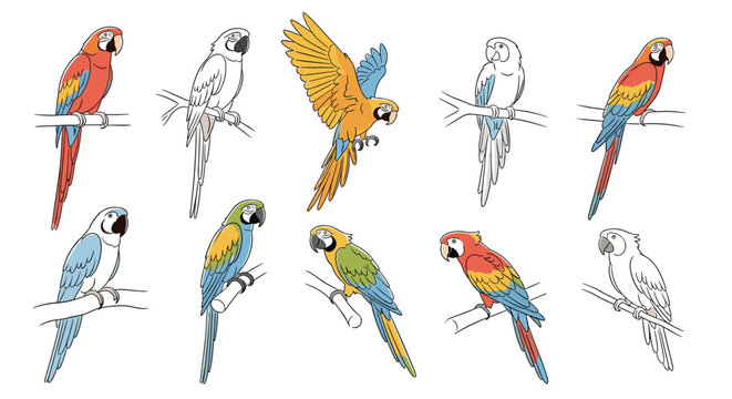 Group of colorful macaw parrot illustrations perched on branches in diverse poses, featuring vibrant feathers and detailed line work.