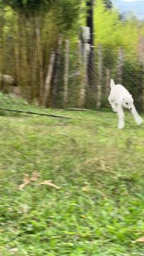 Vertical video of a playful white baby goat eating with its cream-colored horned mother then running jumping across the meadow standing on a tree root and passing near the camera beside a black and wh
