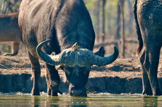 African buffalo (Syncerus caffer) with oxpeckers, Malawi safari wildlife