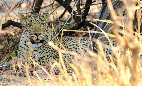 Leopard (Panthera pardus) resting in dry bush