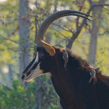 Sable antelope (Hippotragus niger) with oxpeckers on back, close-up profile in African woodland, wildlife symbiosis