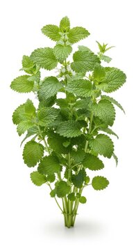 Fresh Lemon Balm Plant Isolated on White Background