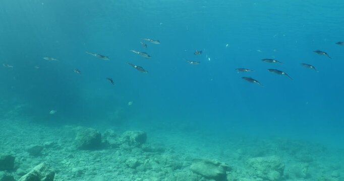squid  underwater  calamari drifting and swimming underwater close and slow ocean scenery animal cephalopod : Decapodiformes loligo vulgaris