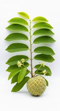 Custard Apple Fruit Branch with Leaves and Tiny Flowers on White Background