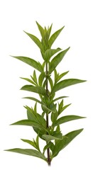 Fototapeta premium Fresh Green Mint Plant Stem Leaves Isolated on White Background, Herb Plant