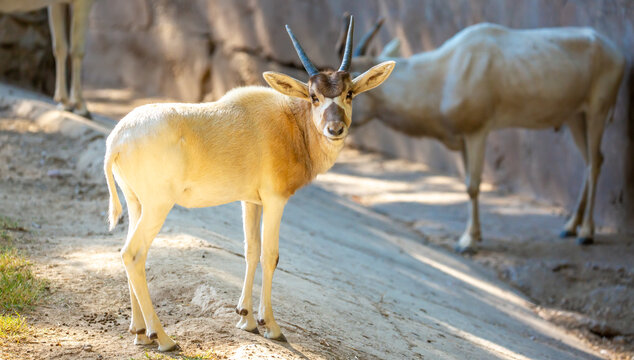 Addax (addax nasomaculatus) antelope close up head shot with horns
