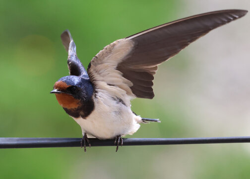 Barn swallow preparing for takeoff with wings spread on a wire in spring.