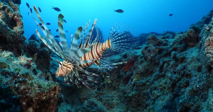 lionfish  underwater searching and patroling rocks for food mediterranean sea