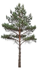 Fototapeta premium Tall Pine Tree Isolated on White Background