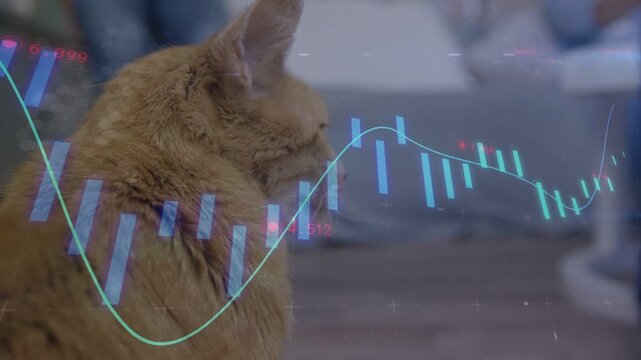 Vertical video: Animated finance chart appearing, tabby cat turning head and tracking moving line