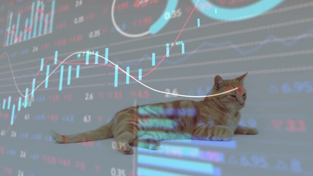 Data feed starting, ginger cat lying on floor, shifting while charts sweeping body showing finance