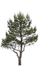 Fototapeta premium Isolated Pine Tree with Cones on White Background - Evergreen Nature Element