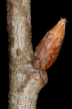 Northern Red Oak (Quercus rubra). Lateral Bud Closeup