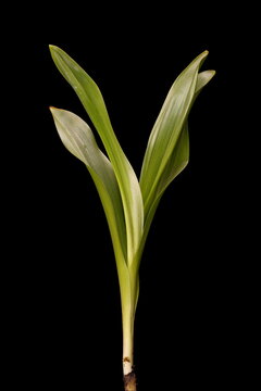 Autumn Crocus (Colchicum speciosum). Summer Shoot Closeup