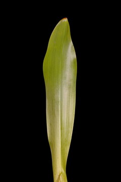 Autumn Crocus (Colchicum speciosum). Isolated Summer Leaf Closeup