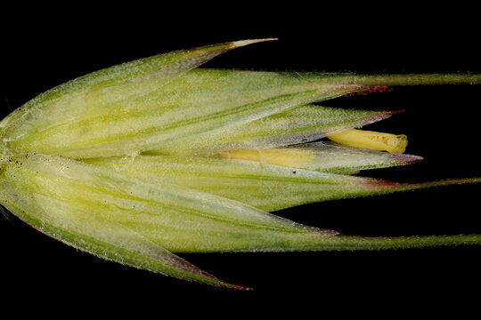 Rye (Secale cereale). Flowering Spikelet Detail Closeup