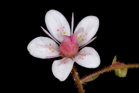 London Pride (Saxifraga x urbium). Flower Closeup
