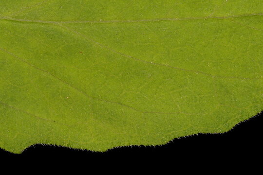 Persian Cornflower (Psephellus dealbatus). Leaf Detail Closeup