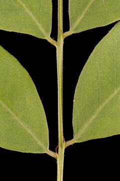 Desert False Indigo (Amorpha fruticosa). Leaflet Bases Closeup