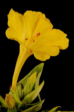 Marvel-of-Peru (Mirabilis jalapa). Flower Closeup