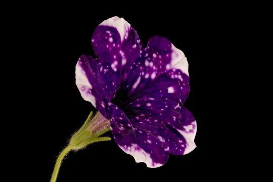 Petunia (Petunia x atkinsiana). Flower Closeup