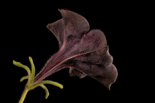 Petunia (Petunia x atkinsiana). Flower Closeup