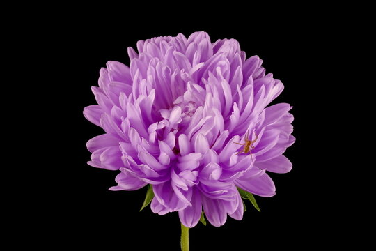 Chinese Aster (Callistephus chinensis). Flowering Capitulum Closeup