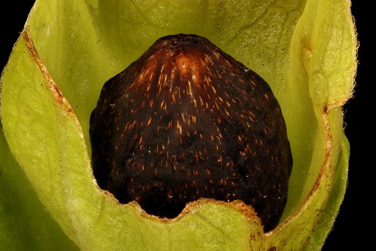 Marvel-of-Peru (Mirabilis jalapa). Mature Fruit Closeup