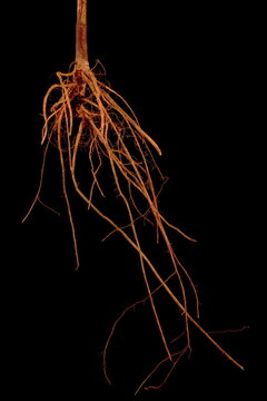 Hyacinth Bean (Lablab purpureus). Root Closeup