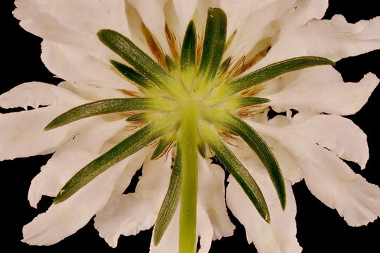 Cream Scabious (Scabiosa ochroleuca). Involucre Closeup