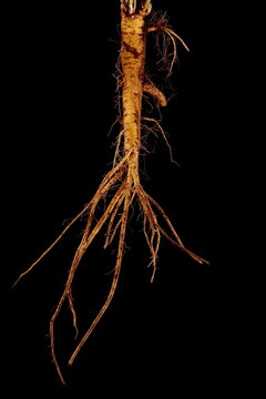 Marsh Mallow (Althaea officinalis). Root Closeup