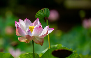 Obraz premium Lotus pond. Water lily close up. Sacred lotus flower in Buddhism. Calmness and tranquility. Spa treatments, yoga, meditation. Tropical nature.