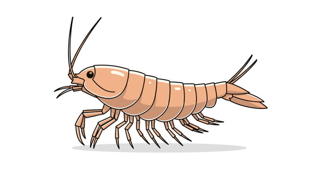 Detailed illustration of a marine amphipod, showcasing its elongated, segmented body and numerous legs, on a white background.