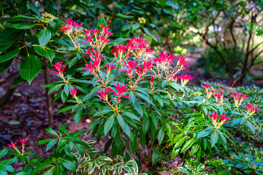 Red Spirng Flowers Detail
