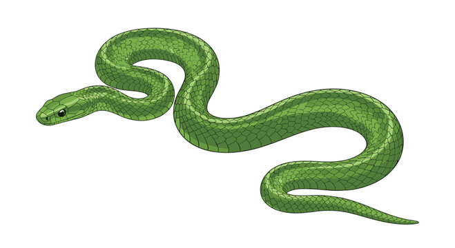 Vibrant green snake coiled elegantly, showcasing its smooth scales and alert head, presented as a detailed illustration on white.