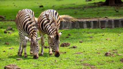 Fototapeta premium Zebras walking in a green meadow and eating grass. African zebras in the savannah. Wild animals in their natural habitat.