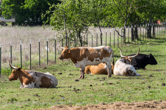 A herd of Texas Longhorn cattle relax in a grassy field near Georgetown, Texas. The iconic animals are close to a metal fence line.