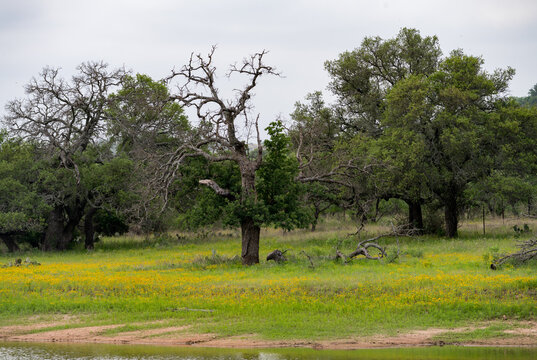 Overcast view of green grass with yellow wildflowers near a lake in Llano, Hill Country. Lush vegetation with trees lines the landscape.