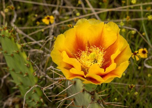 Closeup of Prickly Pear cactus flower, Opuntia phaeacantha and Rudbeckia hirta Yellow Coneflowers in the Texas Hill Country near Llano, Texas.