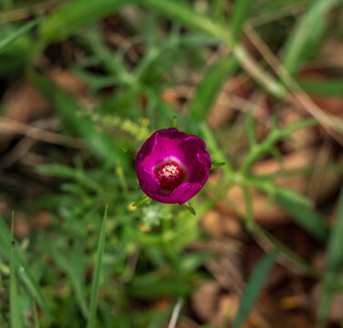 Close-up of a Winecup flower, Callirhoe involucrata, in its natural habitat in Llano, Texas Hill Country. Purple Poppy Mallow on the ground
