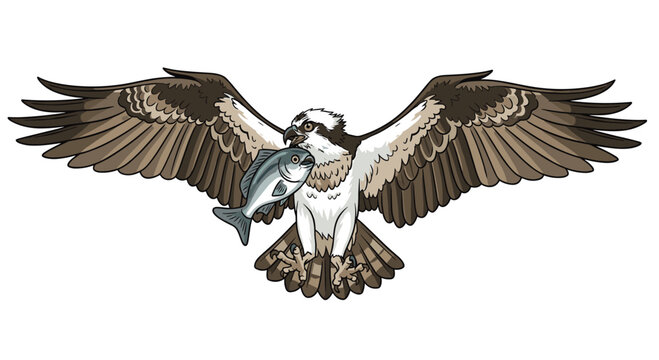 Majestic osprey, a fish-eating raptor, soaring with widespread wings and carrying a fish in its talons, on a white background.