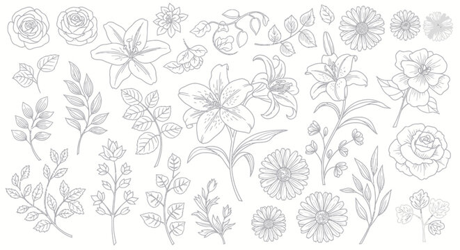 Hand-drawn line art floral elements and leaves in grey scale